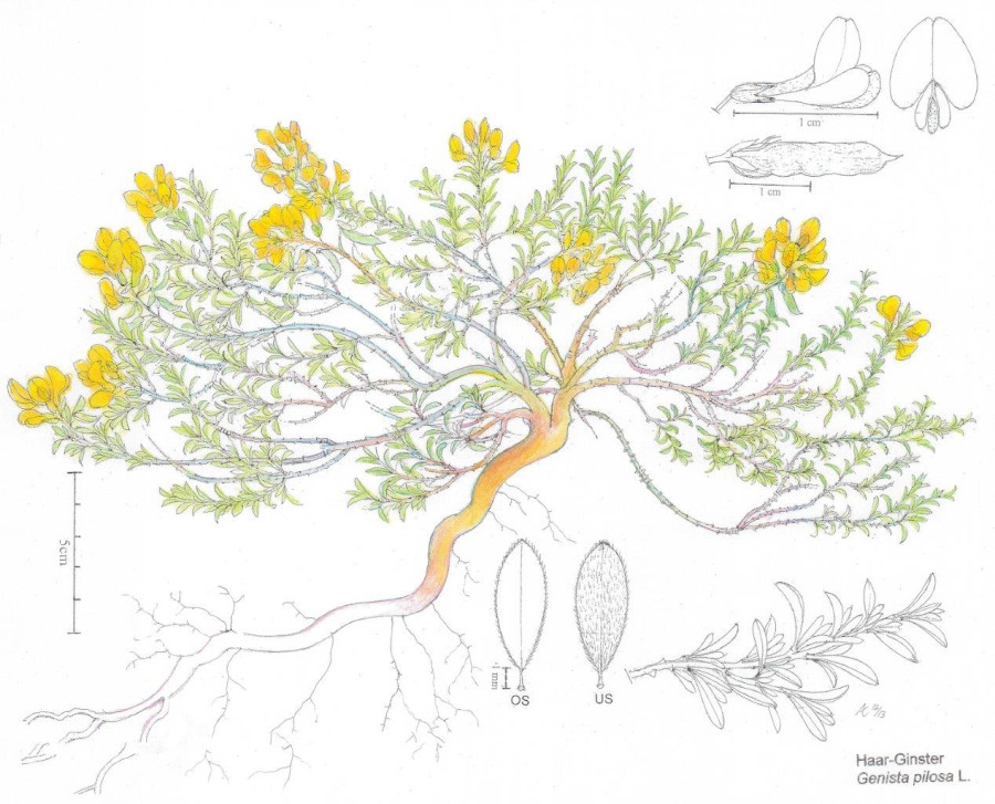 Kolorierte Zeichnung von Genista pilosa von A. Kästner