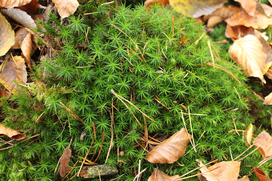 Moos © Uwe Schwarz