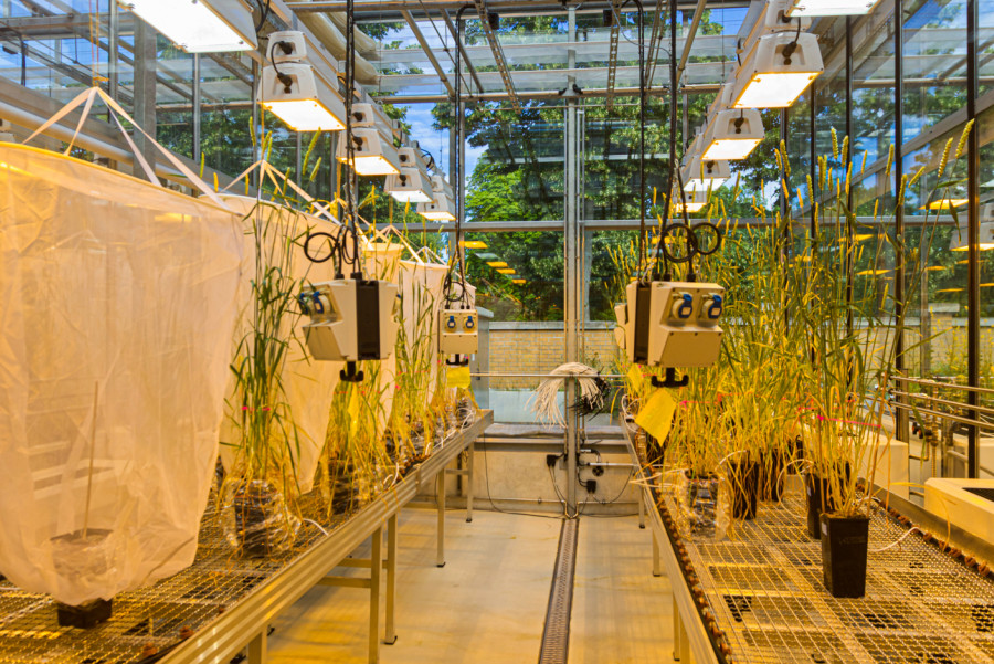 Blick in das iDiv-Forschungsgewächshaus. Foto: Olaf Noffke.