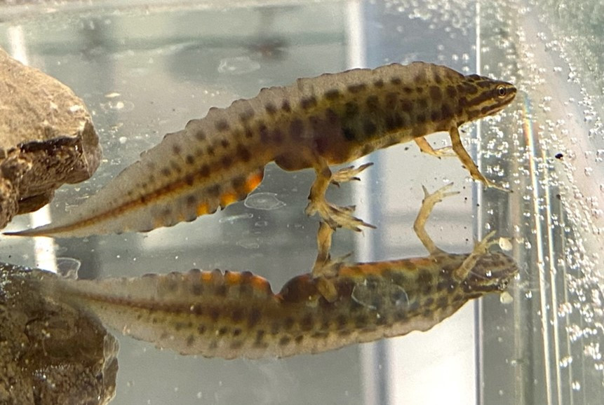 Teichmolch im Aquarium