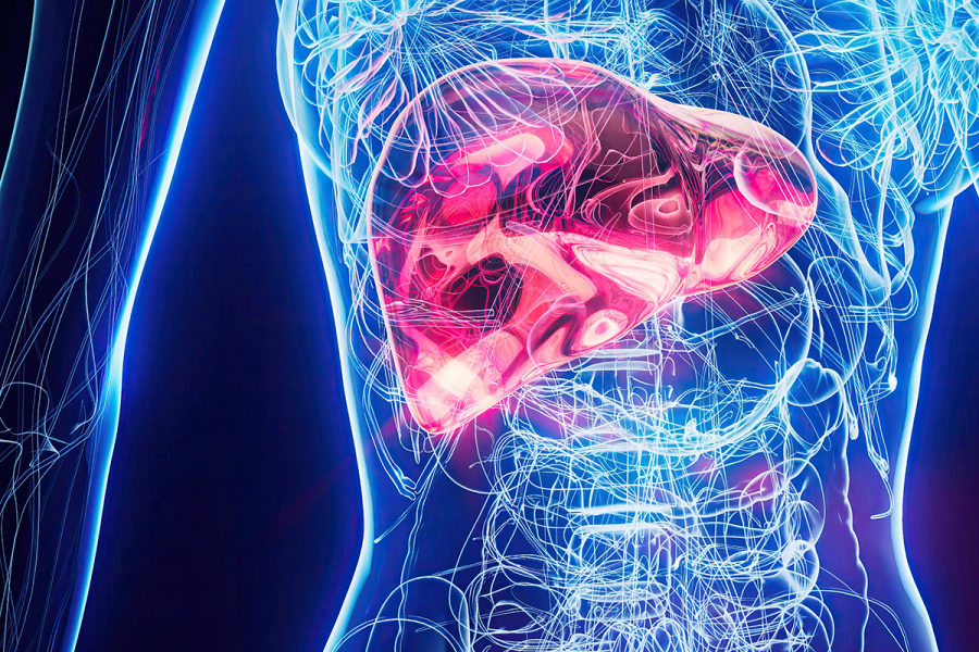 Digitale Grafik einer Leber