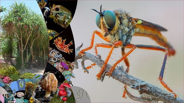 Screenshot vom LifeGate mit Bilder der großen Organismengruppen