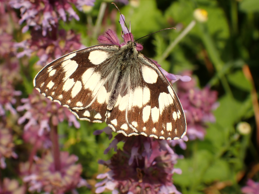 Der Schmetterling Melanargia galathea (Schachbrett) im Botanischen Garten der Universität Leipzig. Foto: Rolf A. Engelmann