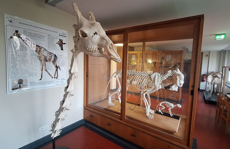 Ein Blick in die Sammlung des Veterinär-Anatomisches Instituts. Im Vordergrund ist der Schädel mit einem Teil der Halswirbelsäule einer Giraffe zu sehen. Im Hintergrund stehen die vollständigen Skelette einer Großkatze und einer Hauskastze in einer Glasvitrine mit Holzeinfassung. Foto: Thomas Grochow
