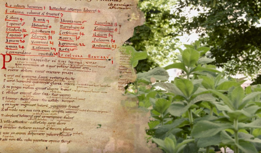 Ausschnitt aus der Handschrift "De cultura hortorum" (Über den Gartenbau) von Walahfrid Strabo mit lateinischem Text und althochdeutschen Worteinträgen, daneben eine Pflanze